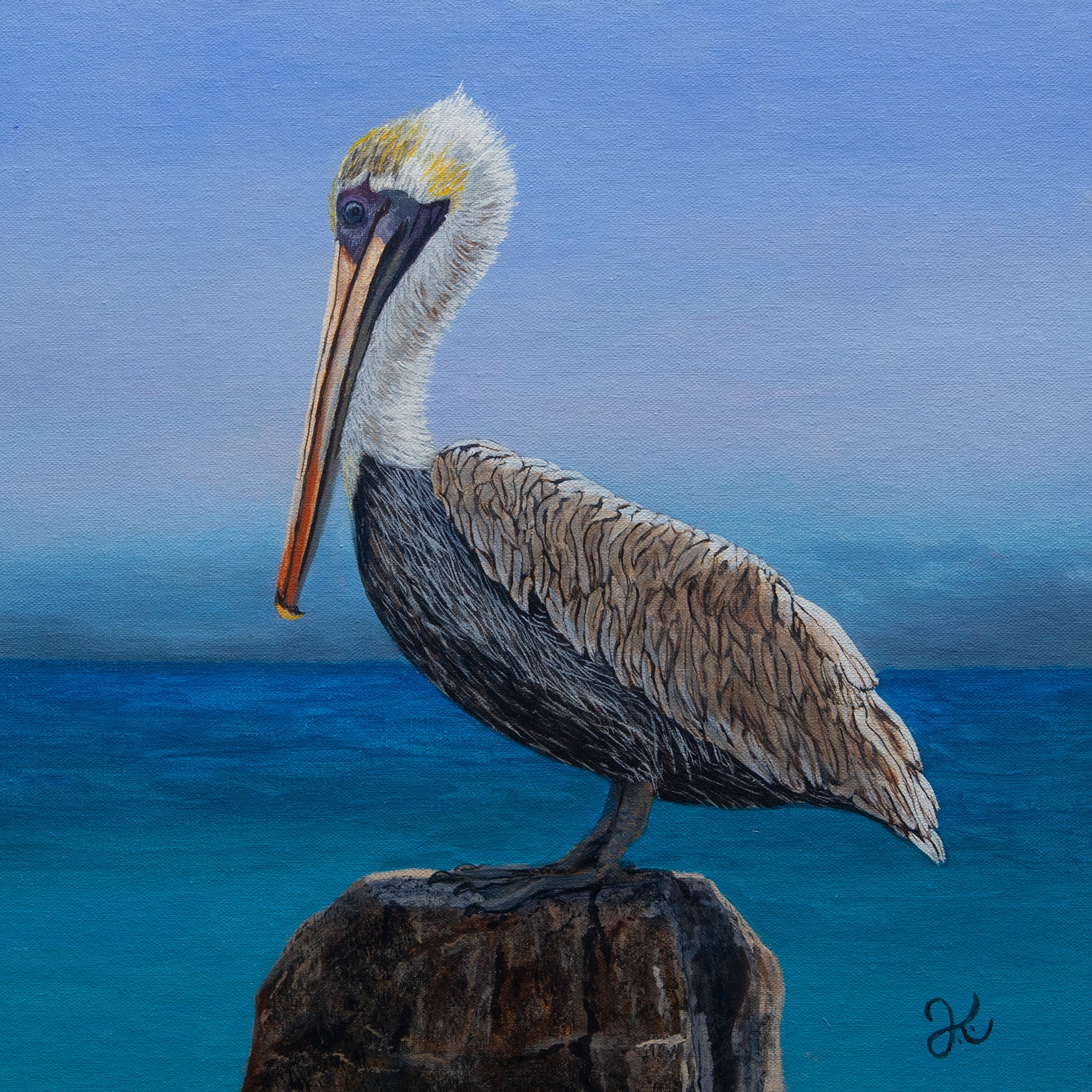 Brown Pelican
