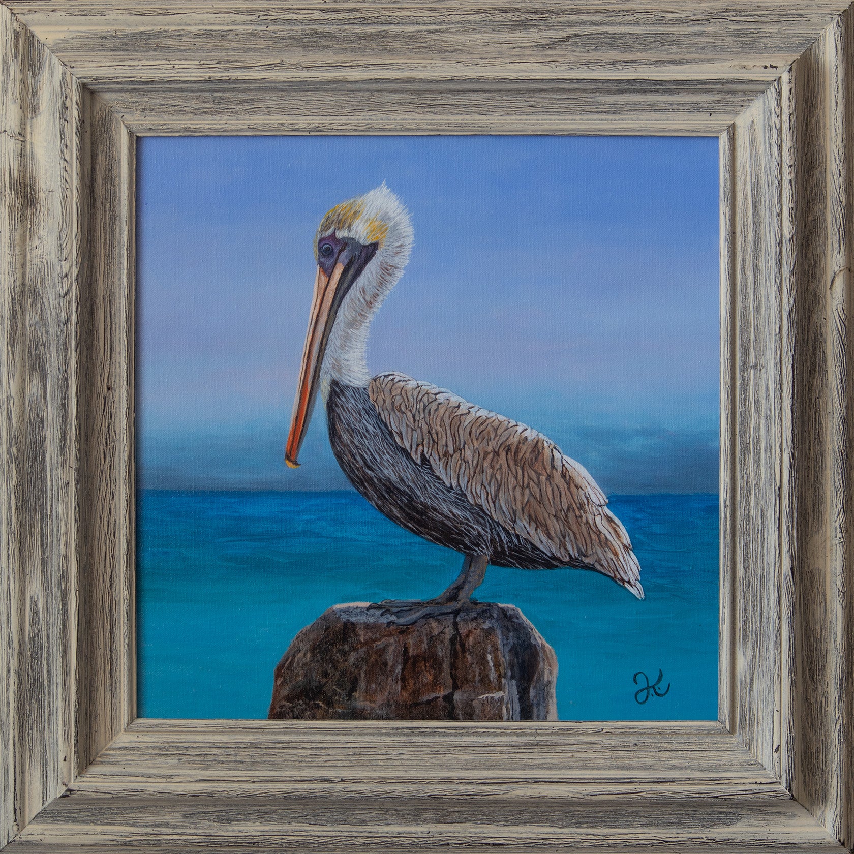 Brown Pelican
